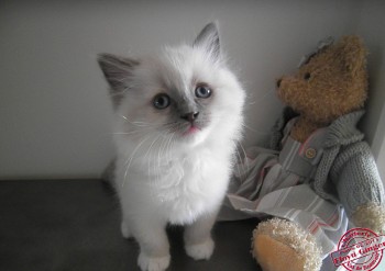 mâle blue point-mitted  - 2 - Chatterie Ragdolls du Val de Beauvoir